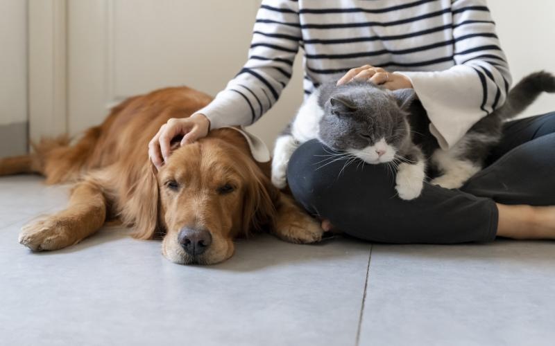 a cat and a dog lying on the floor